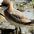 Siberian Sand Plover Adult W to S<br />Kowa TSN4 + Sony DSC W100